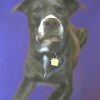 Dog Portrait with Purple Background