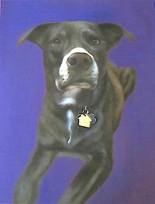 Dog Portrait with Purple Background