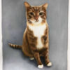 gray background painting cat