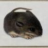 mouse painting with white background