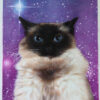 sparkles painting with siamese cat