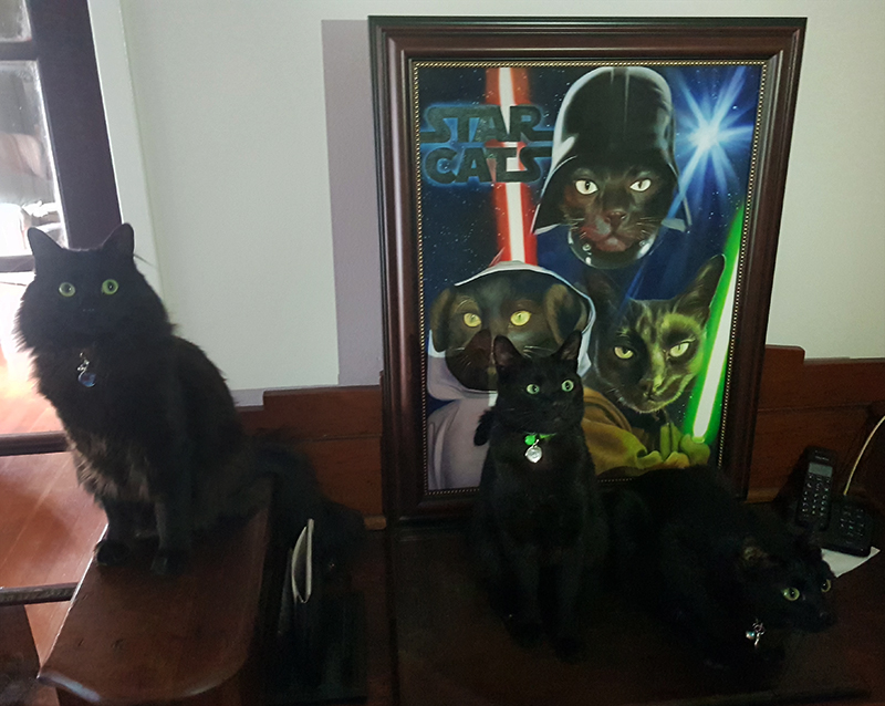 star wars artwork with cats