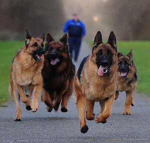 can a dog run a marathon