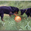 2 dogs playing with ball recreated photo