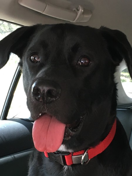 black dog in car