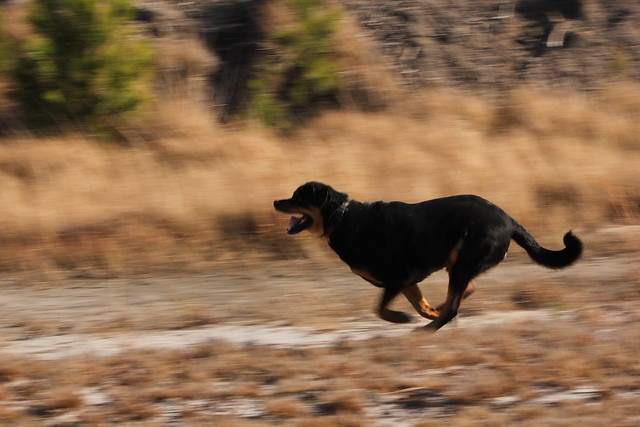 how fast can dogs run