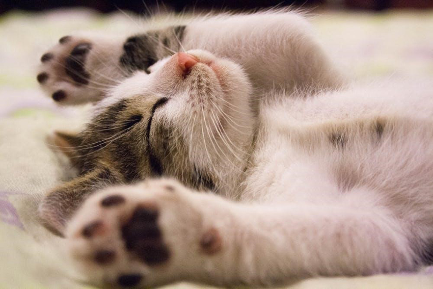 belly up cat sleeping positions