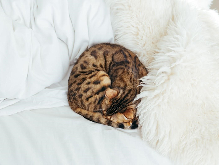 curled up sleeping cat position