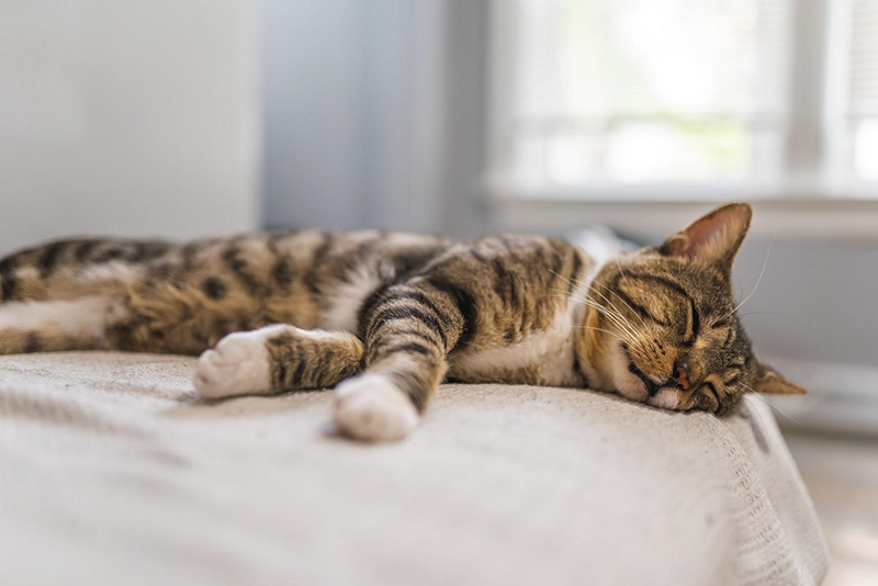 side sleeping cat