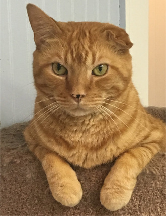 orange cat with partial ear